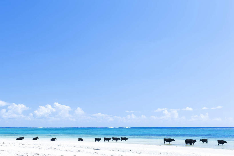 无人,站,横图,室外,白天,正面,旅游,度假,海浪,海洋,美景,牛,日本,亚洲,许多,景观,浪花,水平线,云,云朵,辽阔,海平线,云彩,娱乐,冲绳,蓝色,白云,蓝天,天空,自然,海水,动物,天,站着,享受,休闲,广阔,家畜,景色,放松,牲畜,晴朗,一望无际,冲绳县,自然风光,海景,东亚,琉球群岛,日本国,九州地方,无边无际,一马平川,大海,风浪,海,海水的波动,近岸浪,涌浪,晴空,站立,彩图,水天相接,水天一线