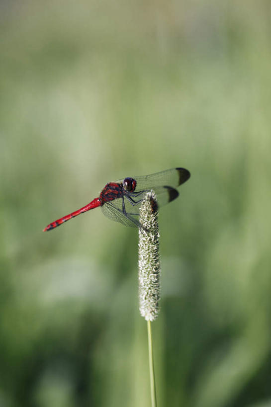 无人,站,竖图,室外,特写,白天,正面,旅游,度假,草地,草坪,美景,植物,日本,亚洲,朦胧,模糊,蜻蜓,昆虫,景观,注视,娱乐,草,一只,绿色,自然,动物,观察,看,站着,享受,休闲,景色,放松,观看,察看,关注,自然风光,益虫,东亚,本州,本州岛,日本国,中部地方,山梨,山梨县,站立,彩图,全身
