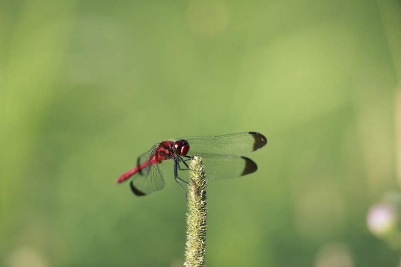 无人,站,横图,俯视,室外,特写,白天,旅游,度假,草地,草坪,美景,植物,日本,亚洲,朦胧,模糊,蜻蜓,昆虫,景观,注视,娱乐,草,一只,绿色,自然,动物,观察,看,站着,享受,休闲,景色,放松,观看,察看,关注,自然风光,益虫,东亚,本州,本州岛,日本国,中部地方,山梨,山梨县,站立,彩图,高角度拍摄,全身