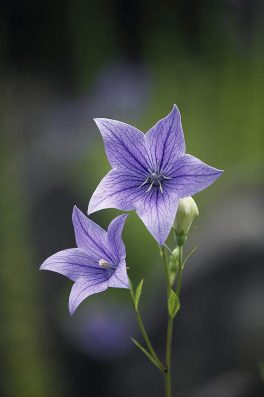 无人,竖图,俯视,室外,特写,白天,旅游,度假,美景,植物,奈良县,日本,亚洲,朦胧,模糊,盛开,景观,风铃草,祝福,娱乐,花,花瓣,花朵,花卉,鲜花,两朵,蓝色,自然,花蕊,享受,休闲,健康,景色,放松,可爱,钟花,创造,自然风光,感谢,温柔,东亚,本州,本州岛,日本国,近畿地方,感恩,奈良,近畿,嫉妒,瓦筒花,彩图,高角度拍摄