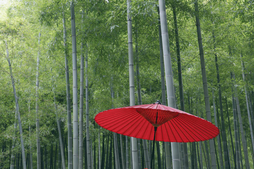 无人,横图,室外,特写,白天,仰视,旅游,度假,幸福,纯洁,美景,森林,树林,植物,竹子,京都,日本,亚洲,一把,伞,雨伞,纸伞,景观,古典,油纸伞,文化,娱乐,阳伞,树,树木,红色,绿色,自然,享受,休闲,景色,放松,京都府,生长,成长,纪念,吉祥,高雅,自然风光,古朴,东亚,本州,本州岛,日本国,近畿地方,近畿,奉献,质朴,正直,担当,平安,竹,彩图,低角度拍摄,奋进,操守,四君子,岁寒三友,性坚,虚怀,虚心,善群,卓尔