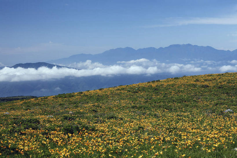 无人,横图,俯视,室外,白天,旅游,度假,石头,美景,山,山脉,植物,百合花,叶子,长野县,日本,亚洲,许多,盛开,石子,景观,山顶,山峰,云,云朵,绿叶,山峦,云彩,娱乐,花,花瓣,花朵,花卉,鲜花,黄色,蓝色,白云,蓝天,天空,自然,群山,天,花蕊,享受,休闲,嫩叶,景色,放松,晴朗,自然风光,东亚,沉积岩,本州,本州岛,日本国,中部地方,长野,强瞿,颠峰,极峰,水成岩,百合蒜,倒仙,番韭,山丹,叶,叶片,石块,岩石,晴空,彩图,高角度拍摄