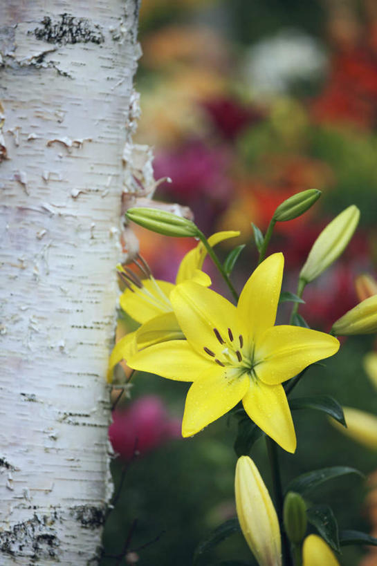无人,竖图,室外,特写,白天,正面,旅游,度假,花海,花圃,美景,植物,百合花,叶子,长野县,日本,亚洲,许多,朦胧,模糊,盛开,景观,绿叶,花蕾,娱乐,花,花瓣,花朵,花卉,鲜花,树,树干,树木,黄色,绿色,自然,花丛,花田,花苞,花蕊,享受,休闲,嫩叶,景色,放松,生长,成长,自然风光,东亚,本州,本州岛,日本国,中部地方,长野,强瞿,百合蒜,倒仙,番韭,山丹,叶,叶片,彩图