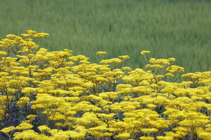 无人,横图,俯视,室外,白天,旅游,度假,草地,草坪,花海,花圃,美景,叶子,京都,日本,亚洲,许多,朦胧,模糊,盛开,景观,绿叶,花蕾,娱乐,草,花,花瓣,花朵,花卉,鲜花,黄色,绿色,自然,花丛,花田,花苞,花蕊,享受,休闲,嫩叶,景色,放松,京都府,生长,成长,自然风光,东亚,本州,本州岛,日本国,近畿地方,近畿,叶,叶片,彩图,高角度拍摄