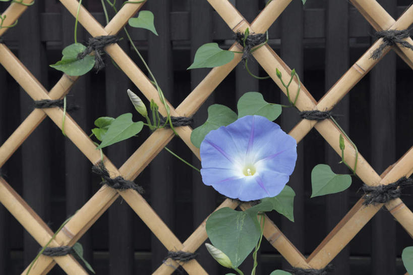 无人,栏杆,横图,室外,特写,白天,正面,爱情,旅游,度假,美景,植物,喇叭花,京都,日本,亚洲,盛开,景观,围栏,娱乐,护栏,花,花瓣,花朵,花卉,鲜花,一朵,蓝色,自然,花蕊,享受,休闲,景色,放松,京都府,虚幻,自然风光,东亚,本州,本州岛,日本国,近畿地方,近畿,永恒,牵牛,牵牛子,勤娘子,碧冬茄,朝颜花,灵芝牡丹,冷静,牵牛花,彩图