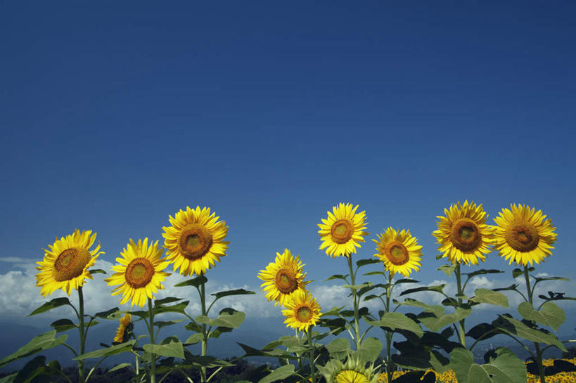 无人,横图,室外,白天,正面,爱情,旅游,度假,幸福,花海,花圃,美景,太阳,植物,向日葵,叶子,日本,亚洲,一排,许多,阴影,整齐,盛开,光线,影子,景观,云,云朵,绿叶,花蕾,云彩,娱乐,花,花瓣,花朵,花卉,鲜花,排列,黄色,蓝色,绿色,白云,蓝天,天空,阳光,自然,花丛,花田,天,花苞,花蕊,享受,休闲,嫩叶,景色,放松,生长,晴朗,成长,队列,自然风光,光辉,东亚,沉默,忠诚,本州,本州岛,日本国,中部地方,山梨,山梨县,勇敢,投缘,爱慕,高傲,朝阳花,葵花,望日莲,向阳花,转日莲,叶,叶片,晴空,彩图