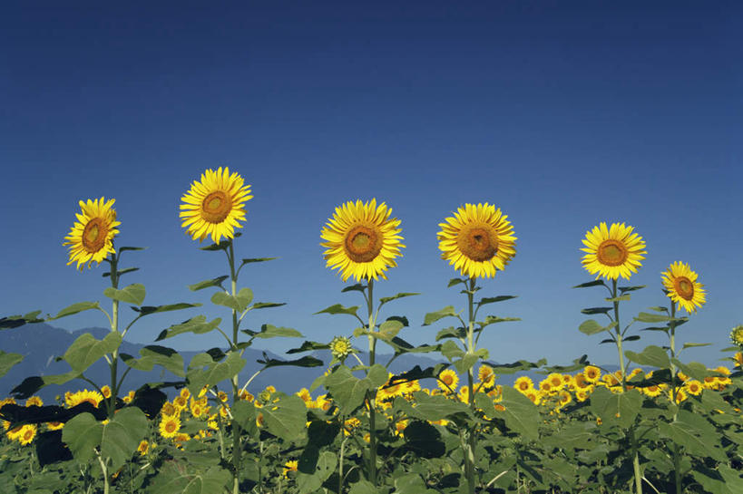 无人,横图,室外,白天,正面,爱情,旅游,度假,幸福,花海,花圃,美景,太阳,植物,向日葵,叶子,日本,亚洲,一排,许多,阴影,整齐,盛开,光线,影子,景观,云,云朵,绿叶,花蕾,云彩,娱乐,花,花瓣,花朵,花卉,鲜花,排列,黄色,蓝色,绿色,白云,蓝天,天空,阳光,自然,花丛,花田,天,花苞,花蕊,享受,休闲,嫩叶,景色,放松,生长,晴朗,成长,队列,自然风光,光辉,东亚,沉默,忠诚,本州,本州岛,日本国,中部地方,山梨,山梨县,勇敢,投缘,爱慕,高傲,朝阳花,葵花,望日莲,向阳花,转日莲,叶,叶片,晴空,彩图