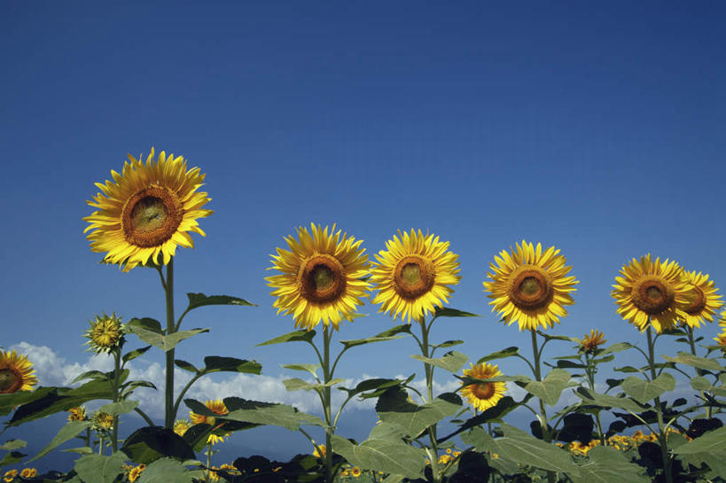 无人,横图,室外,白天,正面,爱情,旅游,度假,幸福,花海,花圃,美景,太阳,植物,向日葵,叶子,日本,亚洲,一排,许多,阴影,整齐,盛开,光线,影子,景观,云,云朵,绿叶,花蕾,云彩,娱乐,花,花瓣,花朵,花卉,鲜花,排列,黄色,蓝色,绿色,白云,蓝天,天空,阳光,自然,花丛,花田,天,花苞,花蕊,享受,休闲,嫩叶,景色,放松,生长,晴朗,成长,队列,自然风光,光辉,东亚,沉默,忠诚,本州,本州岛,日本国,中部地方,山梨,山梨县,勇敢,投缘,爱慕,高傲,朝阳花,葵花,望日莲,向阳花,转日莲,叶,叶片,晴空,彩图