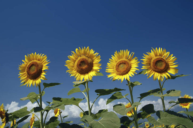 无人,横图,室外,白天,正面,爱情,旅游,度假,幸福,花海,花圃,美景,太阳,植物,向日葵,叶子,日本,亚洲,一排,许多,阴影,整齐,盛开,光线,影子,景观,云,云朵,绿叶,花蕾,云彩,娱乐,花,花瓣,花朵,花卉,鲜花,排列,黄色,蓝色,绿色,白云,蓝天,天空,阳光,自然,花丛,花田,天,花苞,花蕊,享受,休闲,嫩叶,景色,放松,生长,晴朗,成长,队列,自然风光,光辉,东亚,沉默,忠诚,本州,本州岛,日本国,中部地方,山梨,山梨县,勇敢,投缘,爱慕,高傲,朝阳花,葵花,望日莲,向阳花,转日莲,叶,叶片,晴空,彩图