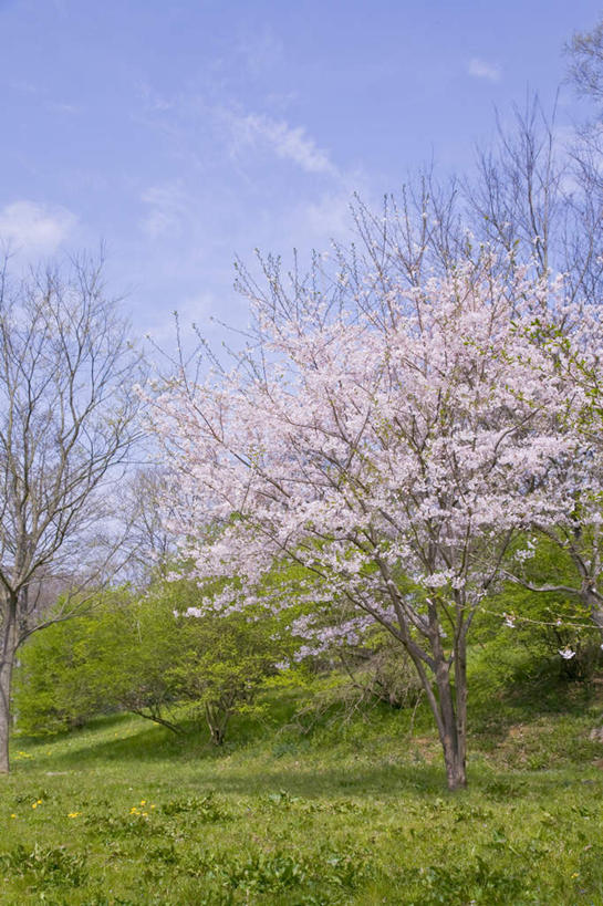 无人,竖图,室外,白天,正面,旅游,度假,幸福,纯洁,草地,草坪,美景,树林,植物,樱花,东京,日本,亚洲,盛开,景观,云,云朵,花蕾,云彩,娱乐,草,花,花瓣,花朵,鲜花,树,树木,粉色,蓝色,绿色,白云,蓝天,天空,自然,天,花苞,花蕊,享受,休闲,景色,放松,生长,晴朗,成长,等待,生命,自然风光,东亚,本州,关东地方,本州岛,日本国,东京都,仙樱花,福岛樱,青肤樱,高尚,热烈,晴空,荆桃,彩图