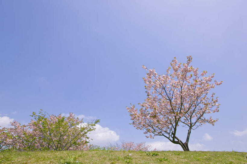 无人,横图,室外,白天,仰视,旅游,度假,幸福,纯洁,草地,草坪,美景,树林,植物,樱花,神奈川,日本,亚洲,盛开,地平线,景观,云,云朵,辽阔,地面,神奈川县,花蕾,云彩,娱乐,草,花,花瓣,花朵,鲜花,树,树木,粉色,蓝色,绿色,白云,蓝天,天空,自然,天,花苞,花蕊,享受,休闲,广阔,景色,放松,生长,晴朗,成长,等待,一望无际,生命,自然风光,延伸,东亚,本州,关东地方,本州岛,日本国,天地相交,仙樱花,福岛樱,青肤樱,高尚,热烈,无边无际,一马平川,晴空,荆桃,彩图,低角度拍摄
