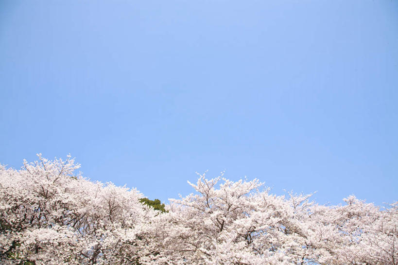 无人,横图,室外,白天,仰视,旅游,度假,幸福,纯洁,美景,树林,植物,樱花,神奈川,日本,亚洲,阴影,盛开,光线,影子,景观,神奈川县,花蕾,娱乐,花,花瓣,花朵,鲜花,树,树木,粉色,蓝色,绿色,蓝天,天空,阳光,自然,天,花苞,花蕊,享受,休闲,景色,放松,生长,晴朗,成长,等待,生命,自然风光,东亚,本州,万里无云,关东地方,本州岛,日本国,仙樱花,福岛樱,青肤樱,高尚,热烈,晴空,晴空万里,荆桃,彩图,低角度拍摄