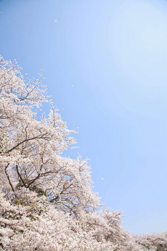 无人,竖图,室外,白天,仰视,旅游,度假,幸福,纯洁,美景,树林,植物,樱花,神奈川,日本,亚洲,阴影,盛开,光线,影子,景观,神奈川县,花蕾,娱乐,花,花瓣,花朵,鲜花,树,树木,粉色,蓝色,绿色,蓝天,天空,阳光,自然,天,花苞,花蕊,享受,休闲,景色,放松,生长,晴朗,成长,等待,生命,自然风光,东亚,本州,万里无云,关东地方,本州岛,日本国,仙樱花,福岛樱,青肤樱,高尚,热烈,晴空,晴空万里,荆桃,彩图,低角度拍摄