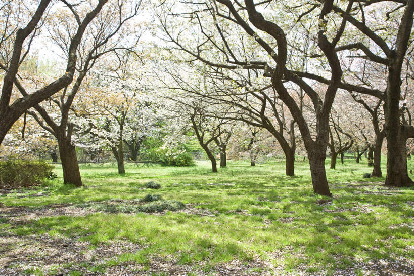 无人,横图,室外,白天,正面,旅游,度假,幸福,纯洁,草地,草坪,美景,森林,树林,植物,樱花,东京,日本,亚洲,阴影,盛开,光线,影子,景观,花蕾,娱乐,草,花,花瓣,花朵,鲜花,树,树木,粉色,绿色,阳光,自然,花苞,花蕊,享受,休闲,景色,放松,生长,成长,等待,生命,自然风光,东亚,本州,关东地方,本州岛,日本国,东京都,仙樱花,福岛樱,青肤樱,高尚,热烈,荆桃,彩图