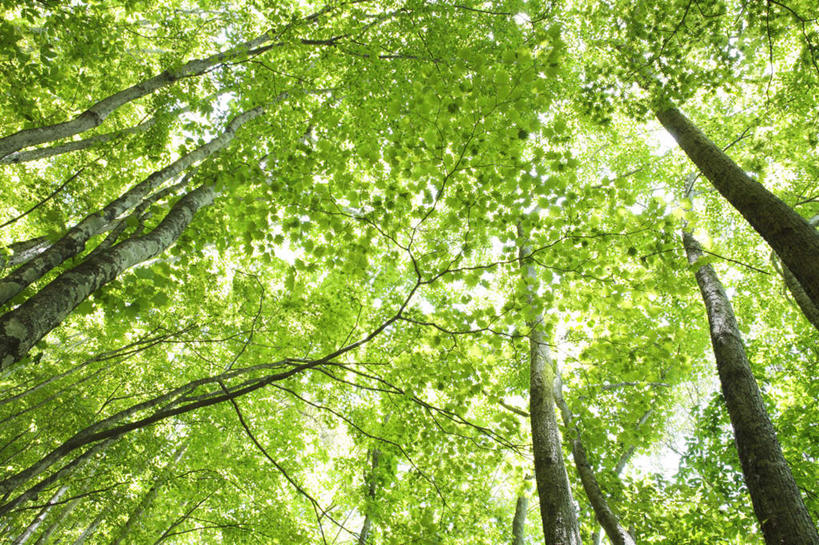 无人,横图,室外,白天,仰视,旅游,度假,美景,植物,叶子,东京,日本,亚洲,阴影,光线,影子,景观,绿叶,娱乐,树,树干,树木,绿色,阳光,自然,享受,休闲,嫩叶,景色,放松,生长,成长,自然风光,东亚,本州,关东地方,本州岛,日本国,东京都,叶,叶片,彩图,低角度拍摄