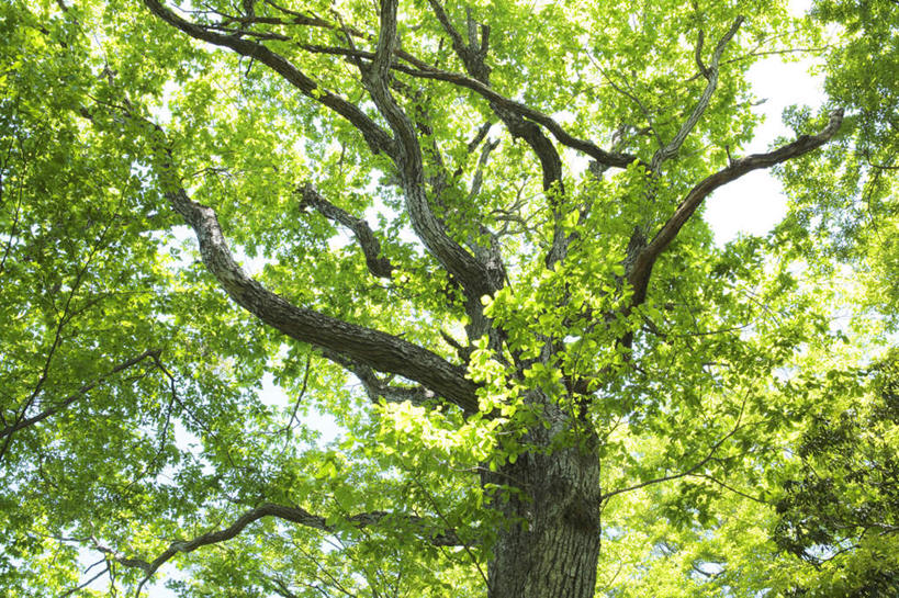 无人,横图,室外,白天,仰视,旅游,度假,美景,植物,叶子,东京,日本,亚洲,阴影,光线,影子,景观,绿叶,娱乐,树,树干,树木,绿色,阳光,自然,享受,休闲,嫩叶,景色,放松,生长,成长,自然风光,东亚,本州,关东地方,本州岛,日本国,东京都,叶,叶片,彩图,低角度拍摄