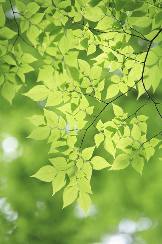 无人,竖图,室外,特写,白天,仰视,旅游,度假,美景,植物,叶子,东京,日本,亚洲,阴影,朦胧,模糊,光线,影子,景观,绿叶,娱乐,树,树干,树木,绿色,阳光,自然,享受,休闲,嫩叶,景色,放松,生长,成长,自然风光,东亚,本州,关东地方,本州岛,日本国,东京都,叶,叶片,彩图,低角度拍摄