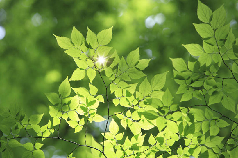 无人,横图,插画,室内,白天,正面,旅游,度假,数码,科技,美景,植物,叶子,东京,日本,亚洲,阴影,光线,网络,影子,景观,绿叶,高光,几何,计算机图形,合成,图画,娱乐,画,树,树干,树木,绿色,阳光,自然,享受,休闲,嫩叶,景色,放松,生长,成长,电脑合成图,数码合成图,自然风光,漫画,东亚,本州,关东地方,本州岛,日本国,东京都,写实,具体,具象,叶,叶片,彩图