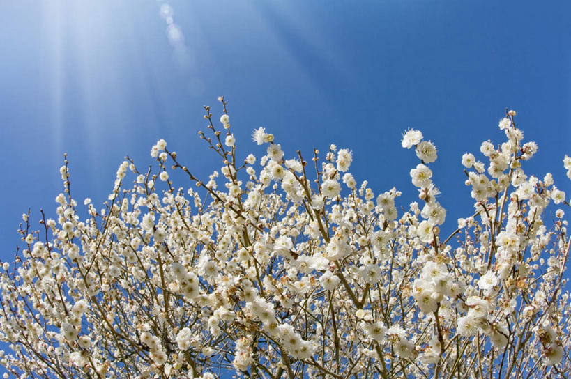 无人,横图,室外,特写,白天,仰视,旅游,度假,美景,植物,日本,亚洲,许多,阴影,盛开,光线,影子,景观,梅花,娱乐,花,花瓣,花朵,花卉,鲜花,树,树木,树枝,蓝色,绿色,白色,蓝天,天空,阳光,自然,天,花蕊,享受,休闲,景色,放松,生长,晴朗,成长,高雅,坚强,自然风光,东亚,本州,万里无云,茨城,茨城县,关东地方,本州岛,日本国,梅,晴空,晴空万里,彩图,低角度拍摄