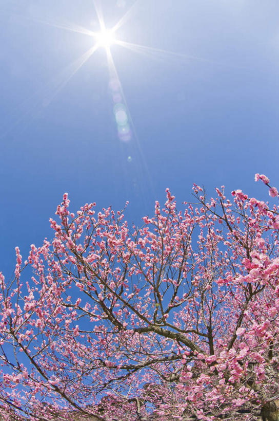 无人,竖图,室外,特写,白天,仰视,旅游,度假,美景,植物,日本,亚洲,许多,阴影,盛开,光线,影子,景观,梅花,娱乐,花,花瓣,花朵,花卉,鲜花,树,树木,树枝,蓝色,绿色,白色,蓝天,天空,阳光,自然,天,花蕊,享受,休闲,景色,放松,生长,晴朗,成长,高雅,坚强,自然风光,东亚,本州,万里无云,茨城,茨城县,关东地方,本州岛,日本国,梅,晴空,晴空万里,彩图,低角度拍摄