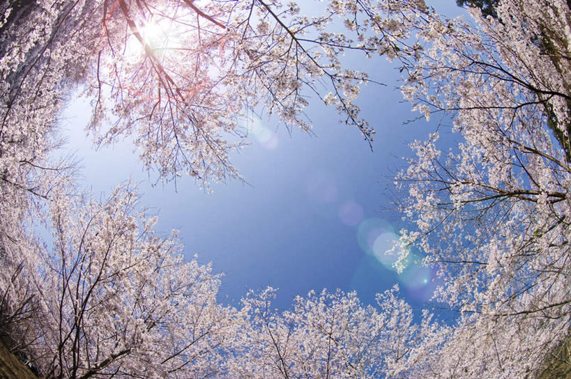 无人,横图,室外,特写,白天,广角镜头,鱼眼镜头,仰视,旅游,度假,美景,植物,日本,亚洲,许多,阴影,盛开,光线,影子,景观,梅花,娱乐,花,花瓣,花朵,花卉,鲜花,树,树木,树枝,粉色,蓝色,绿色,蓝天,天空,阳光,自然,天,花蕊,享受,休闲,景色,放松,生长,晴朗,成长,高雅,坚强,自然风光,东亚,本州,万里无云,茨城,茨城县,关东地方,本州岛,日本国,梅,晴空,晴空万里,彩图,低角度拍摄