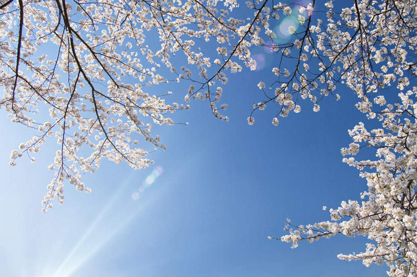 无人,横图,室外,特写,白天,仰视,旅游,度假,美景,植物,日本,亚洲,许多,阴影,盛开,光线,影子,景观,梅花,娱乐,花,花瓣,花朵,花卉,鲜花,树,树木,树枝,蓝色,绿色,白色,蓝天,天空,阳光,自然,天,花蕊,享受,休闲,景色,放松,生长,晴朗,成长,高雅,坚强,自然风光,东亚,本州,万里无云,茨城,茨城县,关东地方,本州岛,日本国,梅,晴空,晴空万里,彩图,低角度拍摄