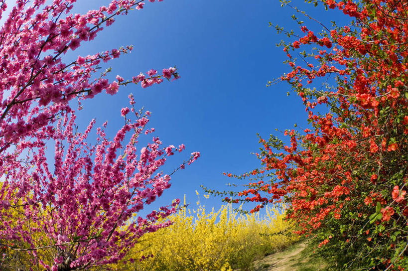 无人,横图,室外,特写,白天,正面,广角镜头,鱼眼镜头,旅游,度假,幸福,纯洁,美景,植物,樱花,日本,亚洲,许多,阴影,盛开,光线,影子,景观,娱乐,花,花瓣,花朵,花卉,鲜花,树,树木,树枝,粉色,红色,蓝色,绿色,蓝天,天空,阳光,自然,天,花蕊,享受,休闲,景色,放松,生长,晴朗,成长,等待,生命,自然风光,东亚,本州,万里无云,本州岛,日本国,东北地方,福岛,福岛县,仙樱花,福岛樱,青肤樱,高尚,热烈,晴空,晴空万里,荆桃,彩图