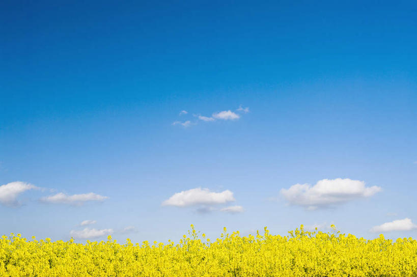 无人,横图,室外,白天,正面,旅游,度假,花海,花圃,美景,植物,叶子,日本,亚洲,许多,盛开,地平线,景观,云,云朵,辽阔,绿叶,地面,花蕾,云彩,娱乐,花,花瓣,花朵,花卉,鲜花,黄色,蓝色,绿色,白云,蓝天,天空,自然,花丛,花田,天,花苞,花蕊,油菜花,享受,休闲,广阔,嫩叶,景色,放松,生长,晴朗,成长,一望无际,自然风光,延伸,东亚,本州,本州岛,日本国,天地相交,东北地方,福岛,福岛县,无边无际,一马平川,叶,叶片,晴空,彩图,芸苔,芸薹