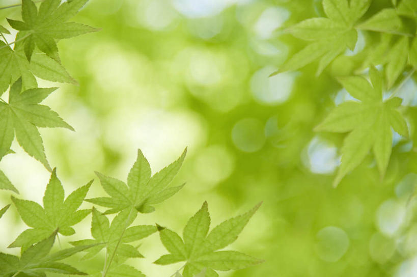 无人,横图,室外,特写,白天,仰视,旅游,度假,美景,植物,枫树,叶子,日本,亚洲,朦胧,模糊,景观,枫叶,绿叶,娱乐,树,树木,绿色,自然,享受,休闲,嫩叶,景色,放松,生长,成长,自然风光,东亚,本州,茨城,茨城县,关东地方,本州岛,日本国,槭树,鸡爪槭,叶,叶片,鸡爪枫,彩图,低角度拍摄