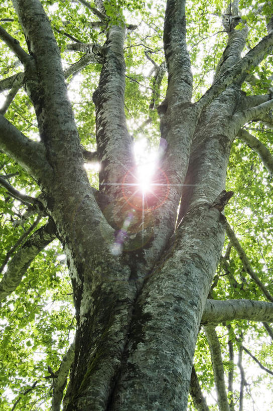 无人,竖图,室外,特写,白天,仰视,旅游,度假,美景,植物,叶子,日本,亚洲,阴影,光线,影子,景观,绿叶,娱乐,树,树干,树木,绿色,阳光,自然,享受,休闲,嫩叶,景色,放松,生长,成长,自然风光,东亚,山毛榉,本州,本州岛,日本国,青森,青森县,东北地方,麻栎金刚,山毛榉树,叶,叶片,彩图,低角度拍摄