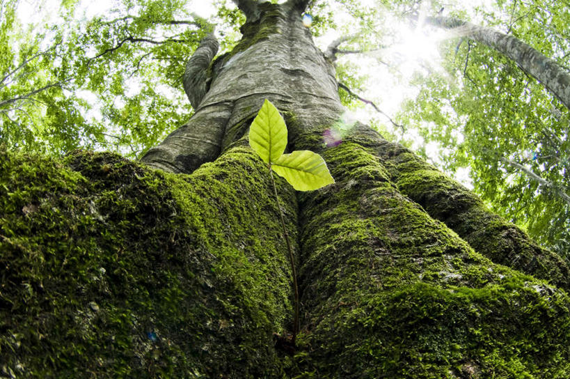 无人,横图,室外,特写,白天,仰视,旅游,度假,美景,植物,叶子,日本,亚洲,阴影,光线,影子,景观,绿叶,娱乐,树,树干,树木,绿色,阳光,自然,享受,休闲,嫩叶,景色,放松,生长,成长,自然风光,东亚,山毛榉,本州,本州岛,日本国,青森,青森县,东北地方,麻栎金刚,山毛榉树,叶,叶片,彩图,低角度拍摄