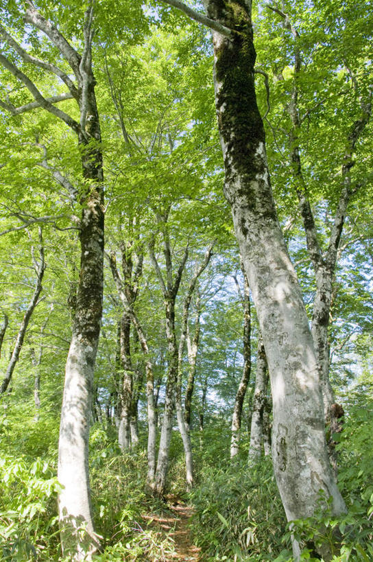 无人,竖图,室外,特写,白天,仰视,旅游,度假,美景,植物,叶子,日本,亚洲,阴影,光线,影子,景观,绿叶,娱乐,树,树干,树木,绿色,阳光,自然,享受,休闲,嫩叶,景色,放松,生长,成长,自然风光,东亚,本州,本州岛,日本国,青森,青森县,东北地方,叶,叶片,彩图,低角度拍摄
