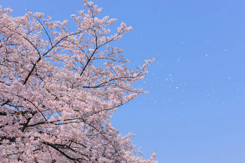 无人,横图,室外,白天,仰视,旅游,度假,幸福,纯洁,美景,植物,樱花,东京,日本,亚洲,许多,盛开,景观,娱乐,花,花瓣,花朵,花卉,鲜花,树,树木,粉色,蓝色,蓝天,天空,自然,天,花蕊,享受,休闲,景色,放松,生长,晴朗,成长,等待,生命,自然风光,东亚,本州,万里无云,关东地方,本州岛,日本国,东京都,仙樱花,福岛樱,青肤樱,高尚,热烈,晴空,晴空万里,荆桃,彩图,低角度拍摄