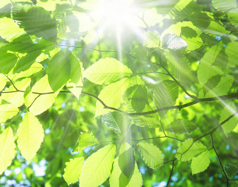 无人,横图,室外,特写,白天,仰视,旅游,度假,美景,植物,叶子,日本,亚洲,阴影,光线,影子,景观,绿叶,娱乐,树,树木,绿色,阳光,自然,享受,休闲,嫩叶,景色,放松,生长,成长,自然风光,东亚,山毛榉,本州,本州岛,日本国,中部地方,新潟,新潟县,麻栎金刚,山毛榉树,叶,叶片,彩图,低角度拍摄