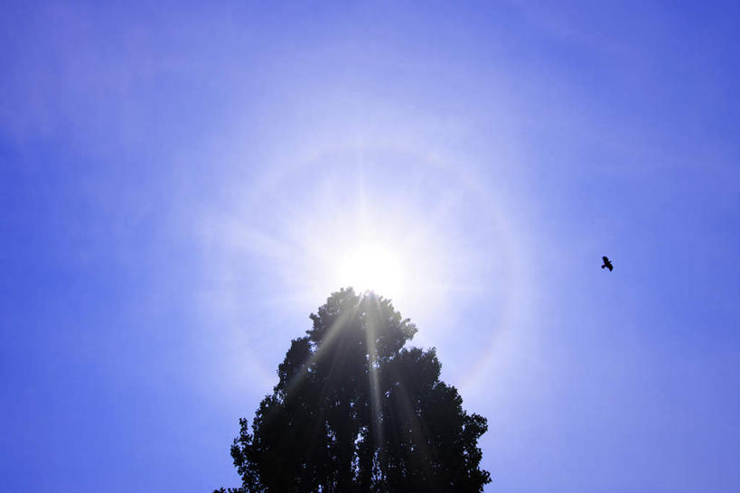 无人,横图,室外,白天,仰视,旅游,度假,美景,植物,鸟,东京,日本,亚洲,飞翔,阴影,飞行,光线,鸟类,影子,景观,娱乐,树,树木,一只,蓝色,绿色,蓝天,天空,阳光,自然,天,享受,休闲,景色,放松,生长,晴朗,成长,自然风光,东亚,本州,万里无云,关东地方,本州岛,日本国,东京都,晴空,晴空万里,彩图,低角度拍摄,眩光