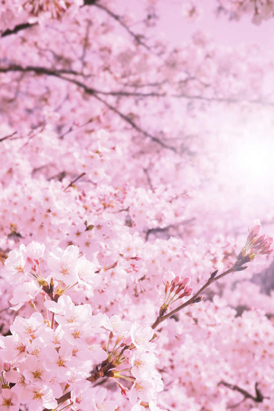 无人,竖图,室外,特写,白天,仰视,旅游,度假,幸福,纯洁,美景,植物,樱花,日本,亚洲,许多,阴影,朦胧,模糊,盛开,光线,影子,景观,娱乐,花,花瓣,花朵,花卉,鲜花,树,树木,树枝,粉色,绿色,阳光,自然,花蕊,享受,休闲,景色,放松,生长,成长,等待,生命,自然风光,东亚,日本国,仙樱花,福岛樱,青肤樱,高尚,热烈,荆桃,彩图,低角度拍摄