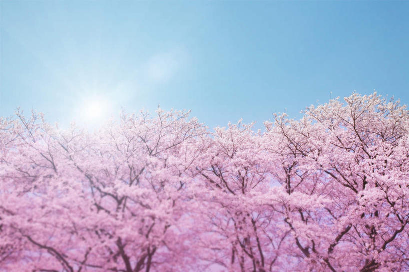 无人,横图,室外,白天,仰视,旅游,度假,幸福,纯洁,美景,植物,樱花,日本,亚洲,许多,阴影,盛开,光线,影子,景观,娱乐,花,花瓣,花朵,花卉,鲜花,树,树木,树枝,粉色,蓝色,绿色,蓝天,天空,阳光,自然,天,花蕊,享受,休闲,景色,放松,生长,晴朗,成长,等待,生命,自然风光,东亚,万里无云,日本国,仙樱花,福岛樱,青肤樱,高尚,热烈,晴空,晴空万里,荆桃,彩图,低角度拍摄