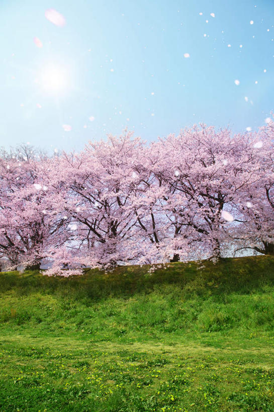 无人,竖图,室外,白天,正面,旅游,度假,幸福,纯洁,美景,植物,樱花,日本,亚洲,许多,阴影,盛开,光线,影子,景观,飘落,娱乐,花,花瓣,花朵,花卉,鲜花,树,树木,树枝,粉色,蓝色,绿色,蓝天,天空,阳光,自然,天,花蕊,享受,休闲,景色,放松,生长,晴朗,成长,等待,生命,自然风光,东亚,万里无云,日本国,仙樱花,福岛樱,青肤樱,高尚,热烈,晴空,晴空万里,荆桃,彩图