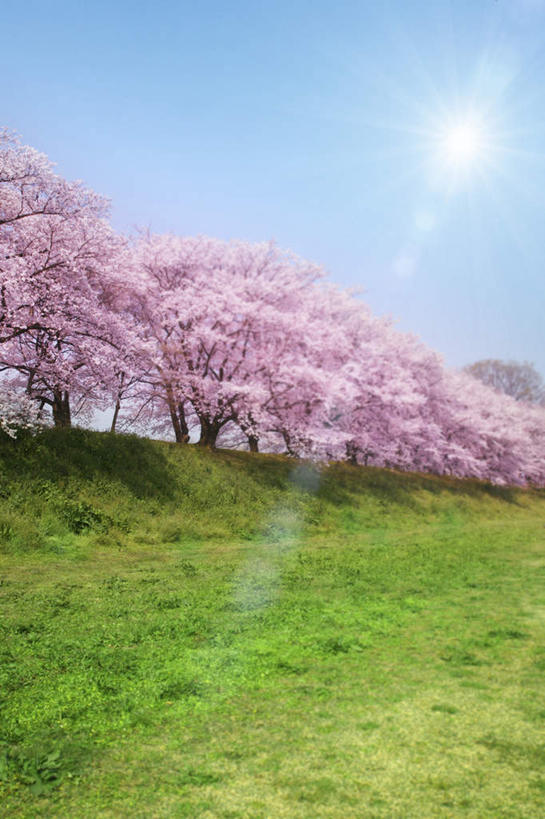 无人,竖图,室外,白天,正面,旅游,度假,幸福,纯洁,草地,草坪,美景,植物,樱花,日本,亚洲,许多,阴影,盛开,光线,影子,景观,娱乐,草,花,花瓣,花朵,花卉,鲜花,树,树木,粉色,蓝色,绿色,蓝天,天空,阳光,自然,天,花蕊,享受,休闲,景色,放松,生长,晴朗,成长,等待,生命,自然风光,东亚,万里无云,日本国,仙樱花,福岛樱,青肤樱,高尚,热烈,晴空,晴空万里,荆桃,彩图