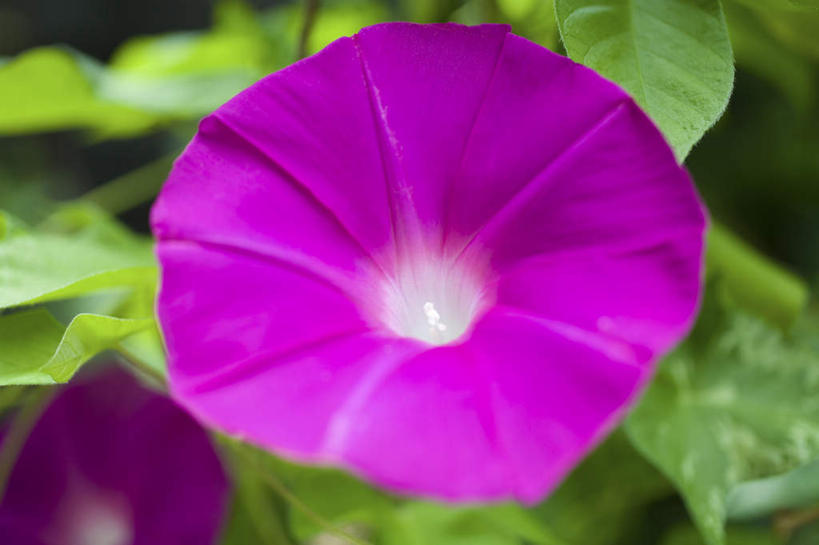 无人,横图,俯视,室外,特写,白天,爱情,旅游,度假,美景,植物,喇叭花,叶子,神奈川,日本,亚洲,盛开,景观,绿叶,横滨,横滨市,神奈川县,娱乐,花,花瓣,花朵,花卉,鲜花,一朵,紫色,自然,花蕊,享受,休闲,嫩叶,景色,放松,虚幻,自然风光,东亚,本州,首府,关东地方,本州岛,日本国,永恒,牵牛,牵牛子,勤娘子,碧冬茄,朝颜花,灵芝牡丹,冷静,牵牛花,叶,叶片,彩图,高角度拍摄