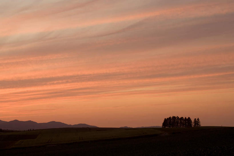 无人,横图,室外,白天,正面,旅游,度假,草地,草坪,美景,日落,植物,北海道,日本,亚洲,地平线,景观,晚霞,霞光,辽阔,地面,娱乐,草,树,树木,绿色,自然,黄昏,享受,休闲,广阔,景色,彩霞,放松,生长,成长,一望无际,自然风光,延伸,东亚,日本国,天地相交,北海道地方,北海道岛,无边无际,一马平川,夕阳,彩图