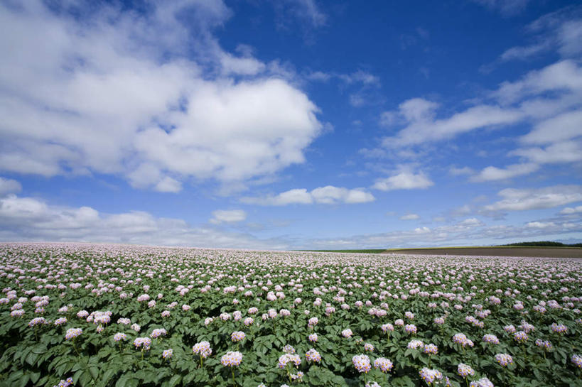 无人,农田,横图,室外,白天,正面,旅游,度假,庄稼,农作物,花海,花圃,美景,植物,蔬菜,土豆,叶子,北海道,日本,亚洲,许多,新鲜,盛开,地平线,景观,云,云朵,辽阔,食品,绿叶,地面,花蕾,云彩,娱乐,花,花瓣,花朵,花卉,鲜花,食物,蓝色,绿色,白色,白云,蓝天,天空,自然,花丛,花田,天,花苞,花蕊,享受,休闲,广阔,嫩叶,景色,放松,有机食品,绿色食品,生长,晴朗,成长,一望无际,自然风光,延伸,东亚,日本国,天地相交,北海道地方,北海道岛,馍馍蛋,无边无际,一马平川,叶,叶片,晴空,洋芋,山药蛋,马铃薯,彩图,耕地,庄稼田