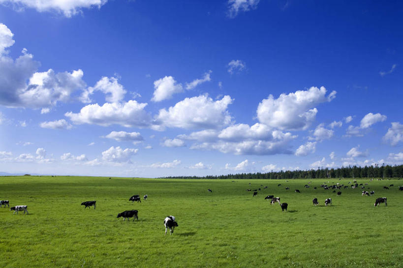 无人,站,横图,室外,白天,正面,旅游,度假,草地,草坪,美景,植物,牛,北海道,日本,亚洲,许多,地平线,景观,云,云朵,辽阔,地面,云彩,娱乐,草,树,树木,蓝色,绿色,白云,蓝天,天空,自然,动物,天,站着,享受,休闲,广阔,家畜,景色,放松,牲畜,生长,晴朗,成长,一望无际,自然风光,延伸,东亚,日本国,天地相交,北海道地方,北海道岛,无边无际,一马平川,晴空,站立,彩图,全身