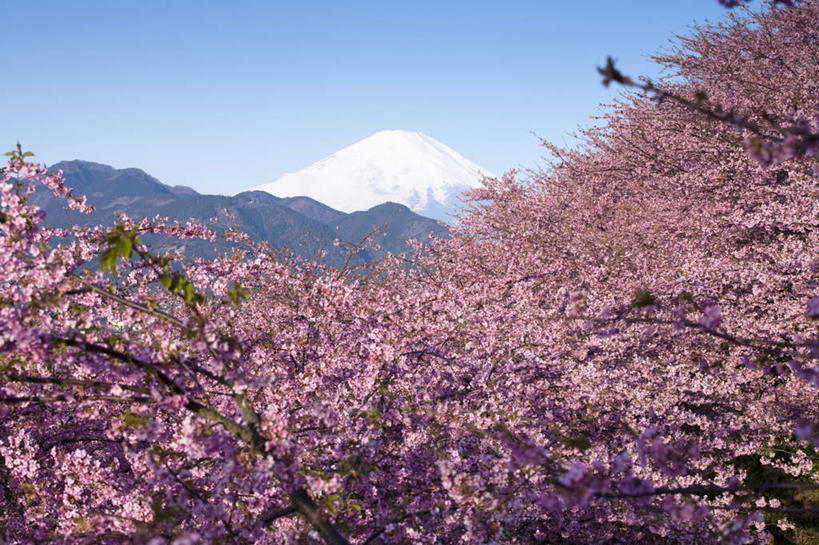 无人,横图,室外,白天,正面,旅游,度假,幸福,纯洁,火山,石头,美景,山,山脉,植物,樱花,富士山,静冈县,日本,亚洲,盛开,石子,景观,山顶,山峰,山峦,花蕾,娱乐,花,花瓣,花朵,鲜花,树,树木,粉色,蓝色,绿色,蓝天,天空,自然,群山,天,花苞,花蕊,享受,休闲,景色,放松,生长,晴朗,成长,等待,生命,自然风光,东亚,沉积岩,本州,万里无云,本州岛,日本国,中部地方,静冈,山梨,山梨县,仙樱花,福岛樱,青肤樱,高尚,热烈,颠峰,极峰,水成岩,活火山,石块,死火山,休眠火山,岩石,晴空,晴空万里,荆桃,彩图