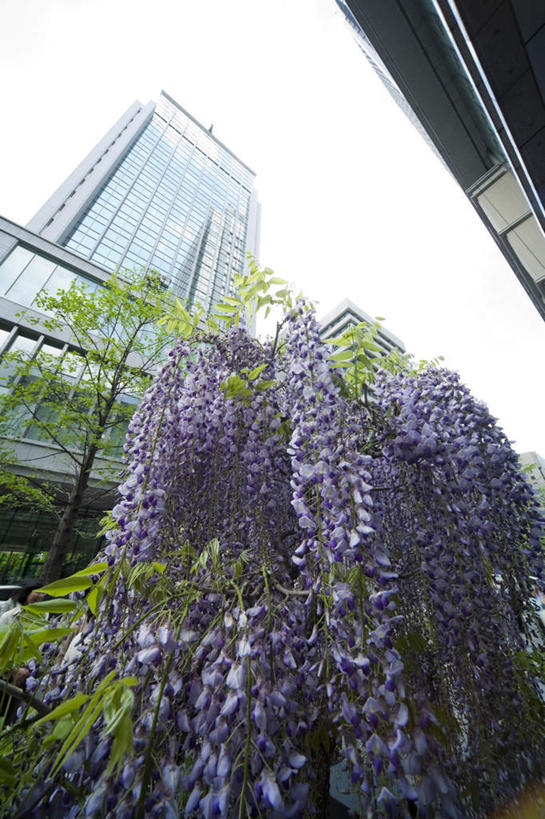无人,高楼大厦,竖图,室外,白天,仰视,度假,办公楼,美景,植物,城市风光,标志建筑,城市,大厦,地标,建筑,摩天大楼,写字楼,东京,日本,亚洲,许多,盛开,景观,云,云朵,紫藤,云彩,娱乐,建设,花,花瓣,花朵,花卉,鲜花,树,树木,蓝色,绿色,紫色,白云,蓝天,天空,自然,楼宇,天,花蕊,享受,休闲,商务楼,景色,放松,生长,晴朗,成长,东亚,本州,关东地方,本州岛,日本国,东京都,朱藤,藤萝,招藤,招豆藤,晴空,彩图,低角度拍摄,大楼,高层建筑,高楼,摩天楼