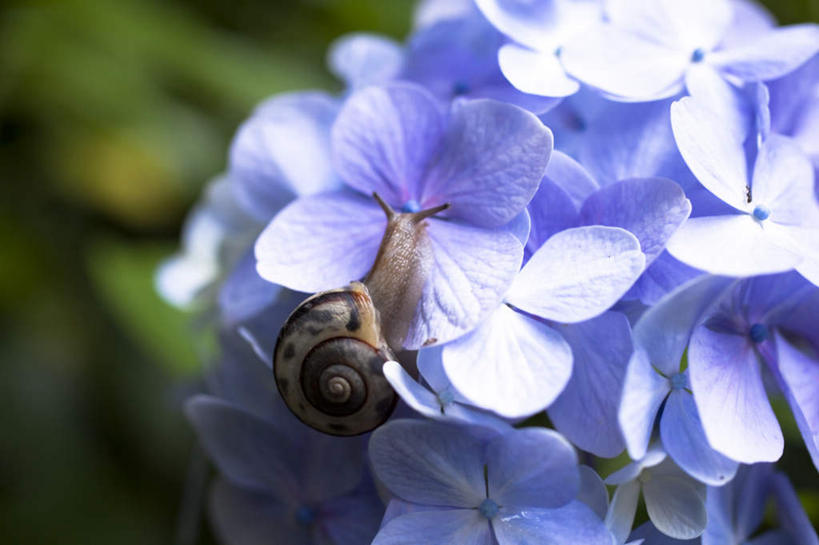 无人,站,攀登,横图,室外,特写,白天,正面,旅游,度假,骄傲,花海,花圃,美景,植物,八仙花,野生动物,叶子,神奈川,日本,亚洲,许多,朦胧,模糊,盛开,蜗牛,景观,绿叶,神奈川县,花蕾,娱乐,花,花瓣,花朵,花卉,鲜花,一只,蓝色,绿色,自然,动物,花丛,花田,花苞,花蕊,绣球花,站着,享受,休闲,爬,嫩叶,景色,放松,可爱,活泼,生长,成长,紫阳花,洋绣球,自然风光,东亚,镰仓,本州,关东地方,本州岛,日本国,草绣球,斗球,七变化,粉团花,善变,叶,叶片,攀爬,站立,彩图