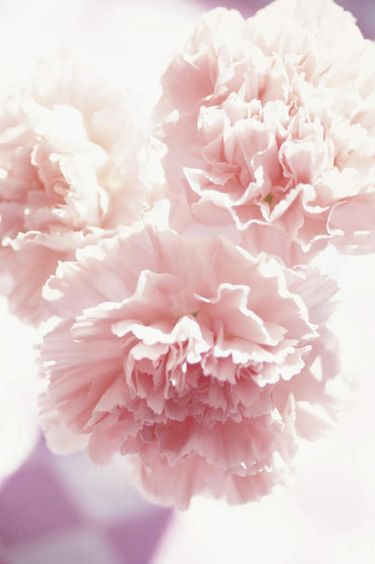 无人,竖图,俯视,室内,特写,白天,热情,桌面,桌子,康乃馨,三朵,阴影,朦胧,模糊,盛开,反射,木制,影子,祝福,花蕾,花,花瓣,花朵,鲜花,粉色,木制品,花苞,花蕊,母爱,清纯,亲情,思念,宽容,热恋,真挚,热心,麝香石竹,石竹,香石竹,彩图,高角度拍摄,魅力