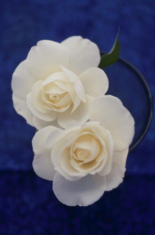 无人,竖图,俯视,室内,特写,白天,爱情,幸福,纯洁,热情,桌面,桌子,玫瑰,阴影,蓝色背景,盛开,反射,木制,影子,玫瑰花,浪漫,花蕾,花,花瓣,花朵,鲜花,两朵,白色,木制品,花苞,花蕊,温暖,温馨,恩爱,摄影,影棚,和睦,感动,尊敬,天真,刺玫花,徘徊花,彩图,高角度拍摄,影棚拍摄,拍摄,融洽