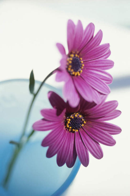 无人,竖图,俯视,室内,特写,白天,智慧,桌面,桌子,花瓶,阴影,艺术,装饰,盛开,透明,反射,木制,影子,非洲菊,花蕾,文化,玻璃制品,花,花瓣,花朵,鲜花,两朵,蓝色,紫色,插花,玻璃瓶,木制品,瓶子,花苞,花蕊,菊花,华丽,修饰,插花艺术,点缀,创造,创作,想象,扶郎花,灯盏花,千日菊,衬托,美观,雅致,雅观,彩图,高角度拍摄