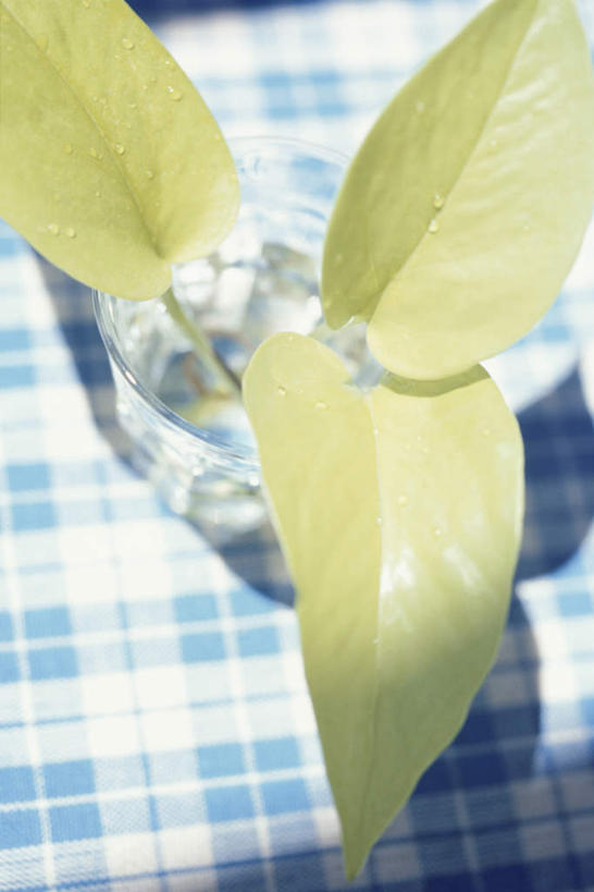 无人,竖图,俯视,室内,特写,白天,花瓶,叶子,透明,布料,格子,绿叶,三片,布纹,玻璃制品,桌布,一个,蓝色,白色,玻璃瓶,餐巾,瓶子,台布,嫩叶,单个,黄金葛,绿萝,魔鬼藤,叶,叶片,彩图,高角度拍摄